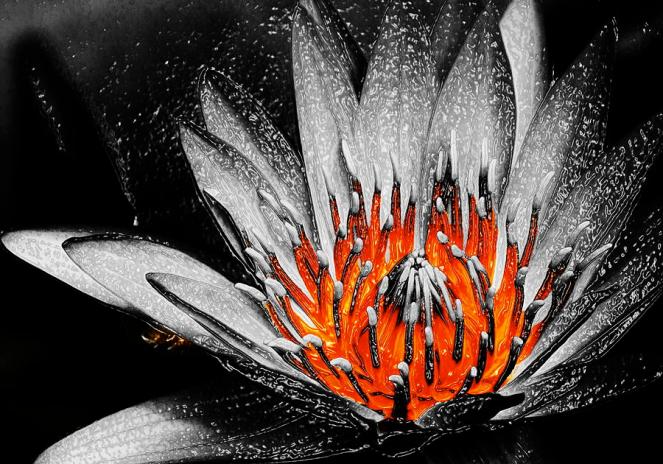 lotus-on-fire-3-lyle-barker 8 12 17